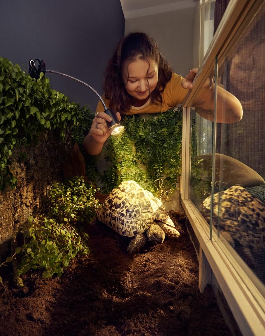 Mädchen leuchtet mit Licht ihre Schildkröte an