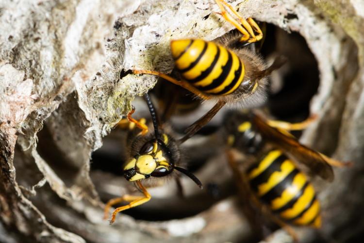 Nahaufnahme von Wespen in ihrem Nest