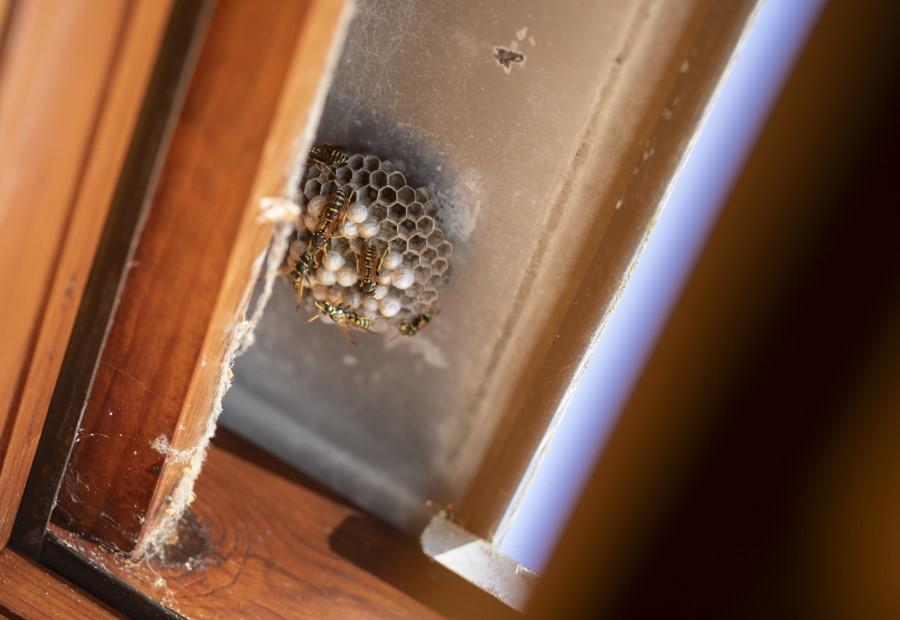 Wespennest unter dem Dachvorsprung
