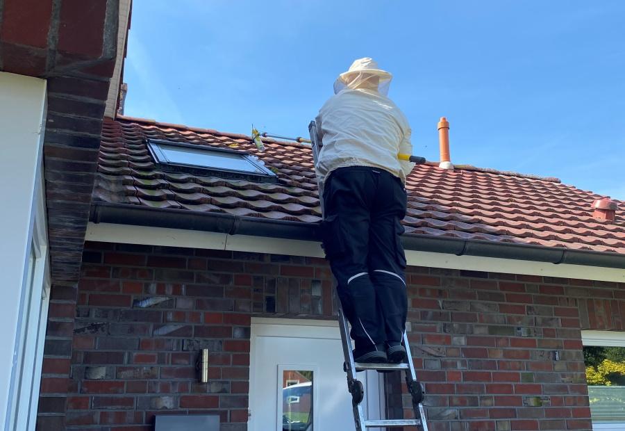 Imker auf einer Leiter kümmert sich um die Umsiedelung des Wespennests