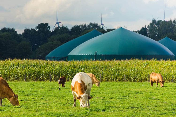 Kühe auf der Weide vor einer Biogasanlage