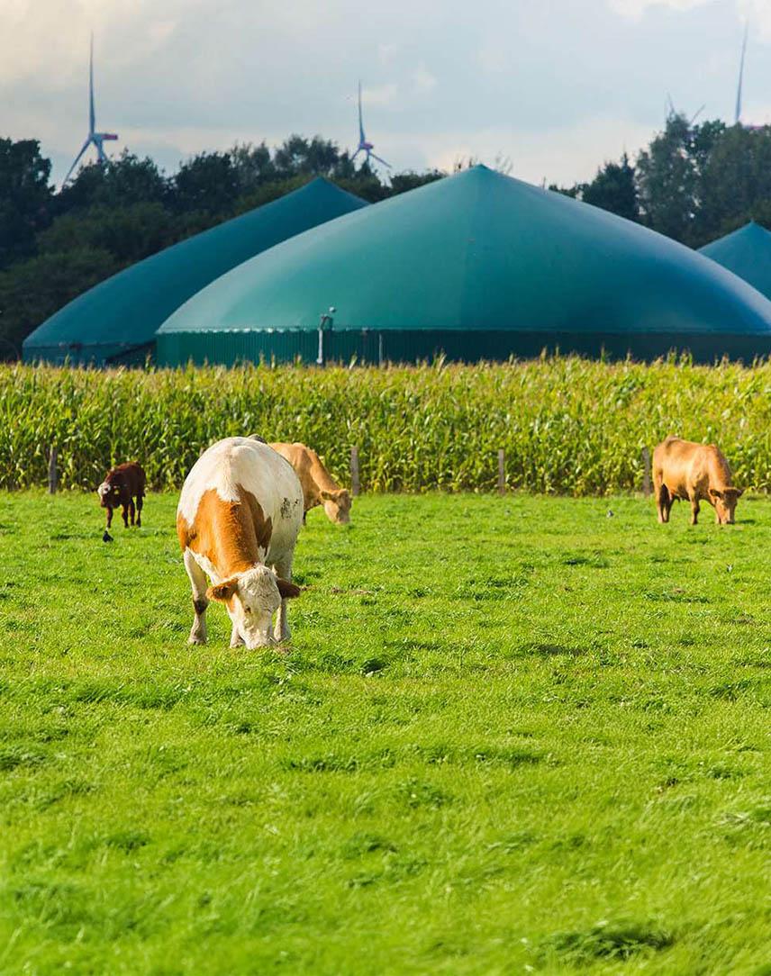 Kühe auf der Weide vor einer Biogasanlage