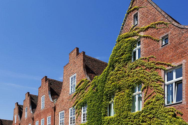 Klinker-Hauswände mi Efeu bewachsen