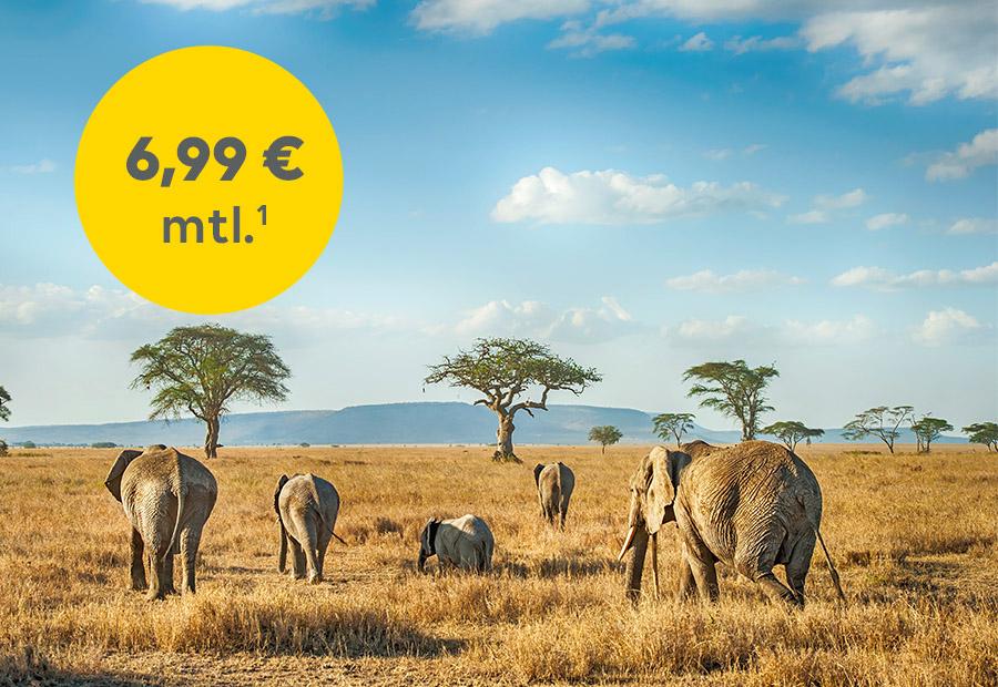 Mehrere Elefanten in der Savanne