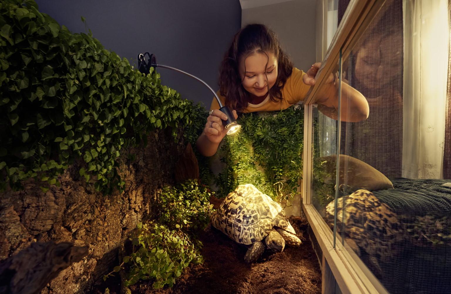 Mädchen leuchtet mit Licht ihre Schildkröte an