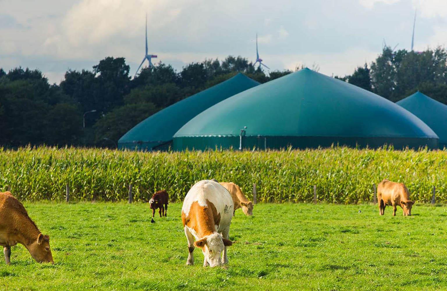 Kühe auf der Weide vor einer Biogasanlage