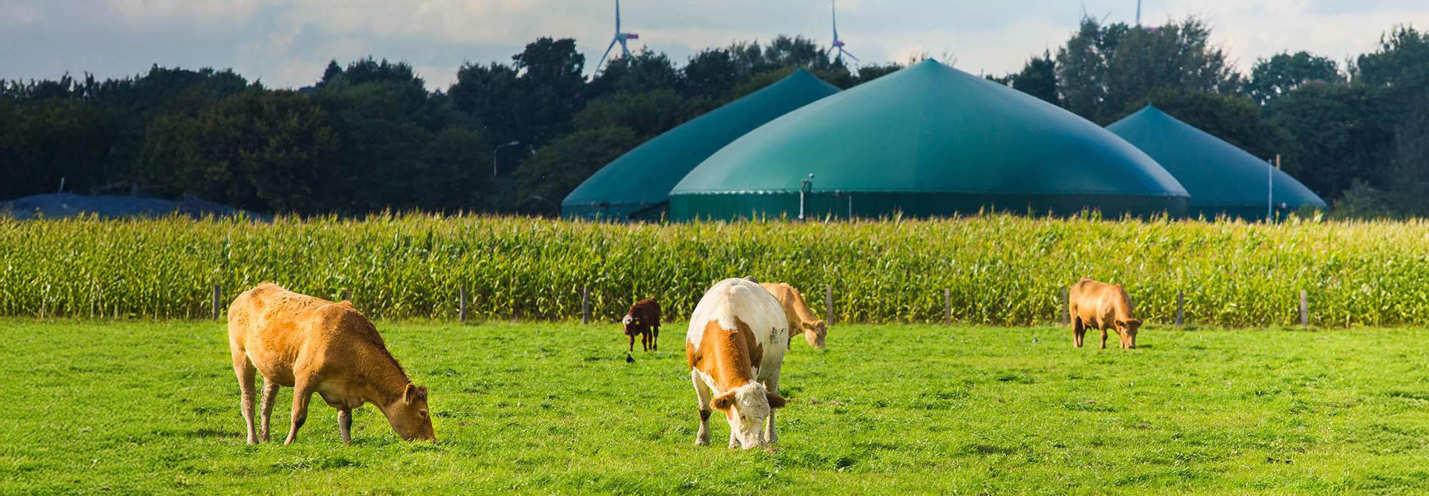 Kühe auf der Weide vor einer Biogasanlage