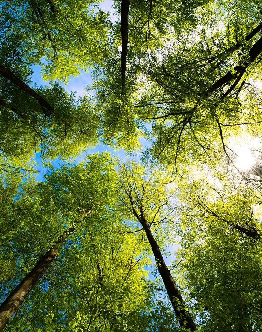 Sonne scheint durch grüne Baumkronen