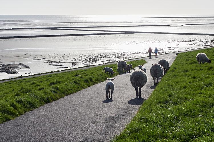 Schafe am Deich an der Nordseeküste bei Norden/Norddeichinunter. Im Hintergrund befindet sich das weite Wattenmeer.