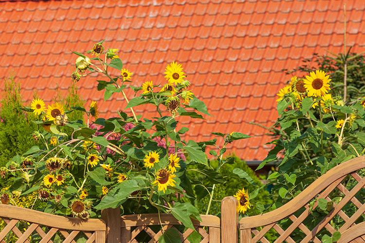 Wohnhaus mit Gartenzaun und Sonnenblumen bei Syke.