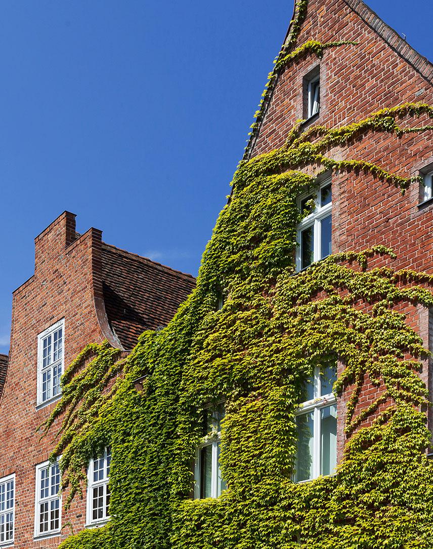 Klinker-Hauswände mi Efeu bewachsen