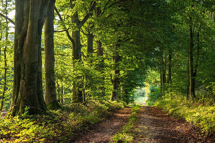 Idyllischer Waldweg bei Lage, der von alten Buchen umsäumt wird.